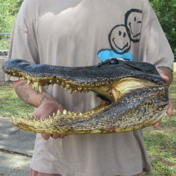 17 inch Alligator Head 