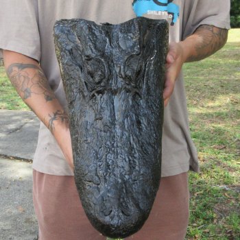 17 inch Alligator Head 