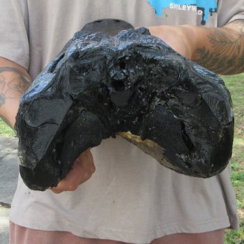 17 inch Alligator Head 