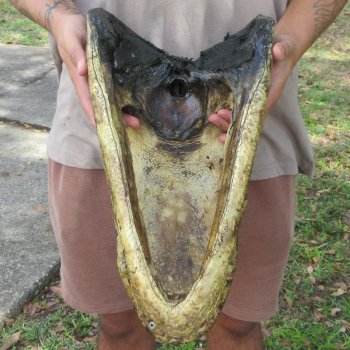 17 inch Alligator Head 