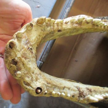 17 inch Alligator Head 
