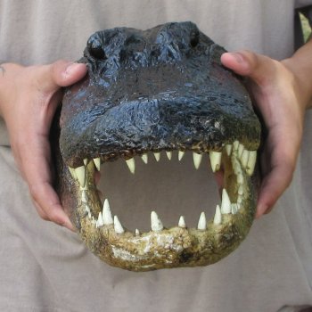 15 inch Alligator Head 