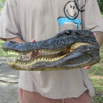 15 inch Alligator Head 
