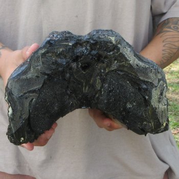 15 inch Alligator Head 