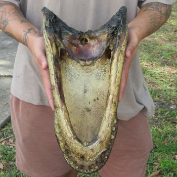 15 inch Alligator Head 