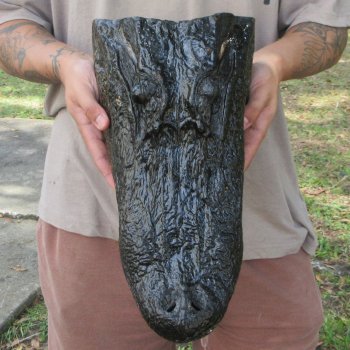 15 inch Alligator Head 