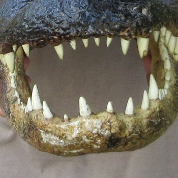 15 inch Alligator Head 