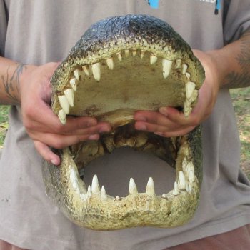 18 inch Alligator Head 