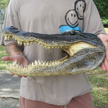 18 inch Alligator Head 