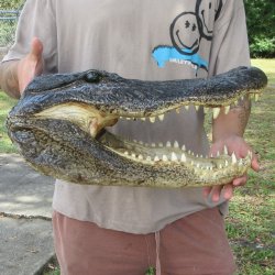 18 inch Alligator Head