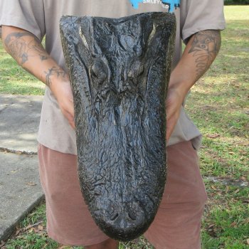 18 inch Alligator Head 