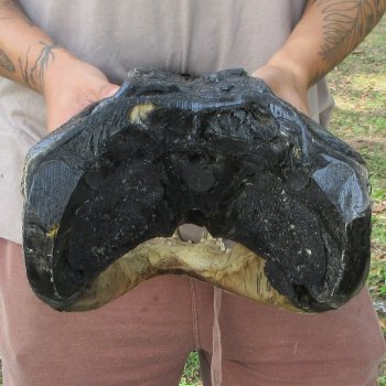 18 inch Alligator Head 