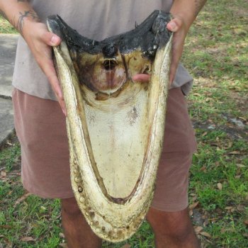 18 inch Alligator Head 