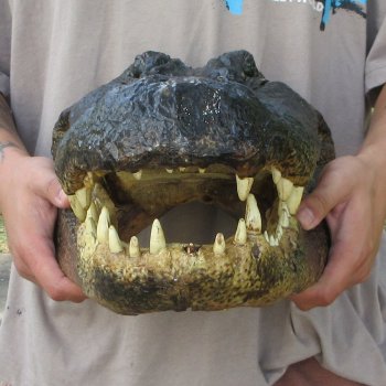 18 inch Alligator Head 