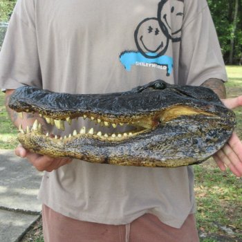 18 inch Alligator Head 
