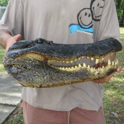 18 inch Alligator Head