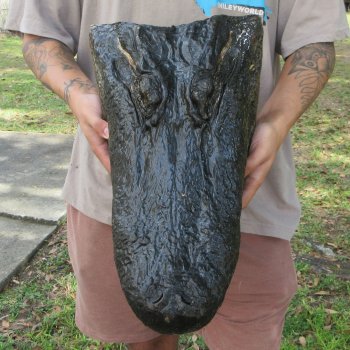 18 inch Alligator Head 