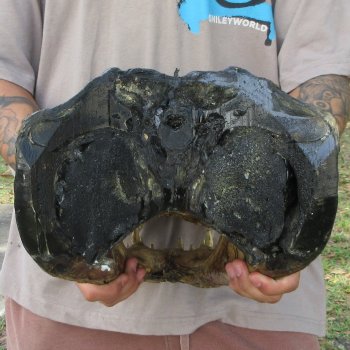 18 inch Alligator Head 