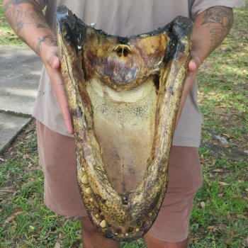 18 inch Alligator Head 