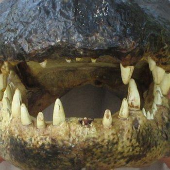 18 inch Alligator Head 