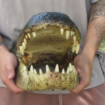 18 inch Alligator Head 