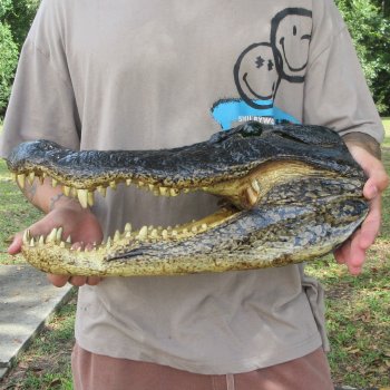 18 inch Alligator Head 