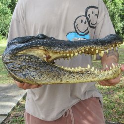18 inch Alligator Head