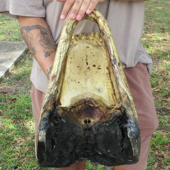 18 inch Alligator Head 