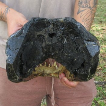 18 inch Alligator Head 