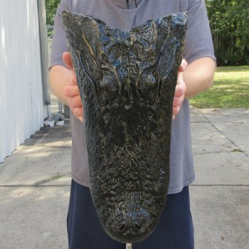 18 inch Alligator Head 