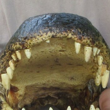 18 inch Alligator Head 