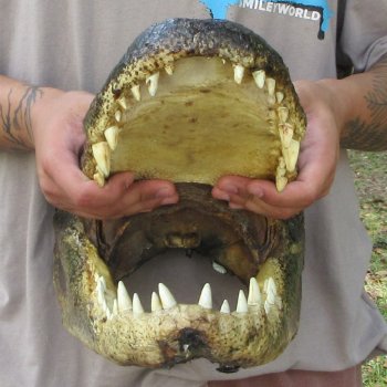 18 inch Alligator Head 