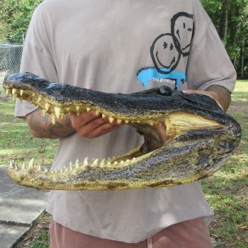 18 inch Alligator Head 