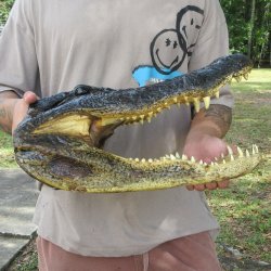 18 inch Alligator Head
