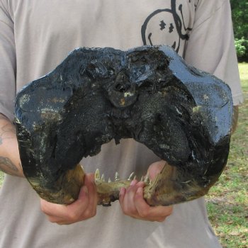 18 inch Alligator Head 