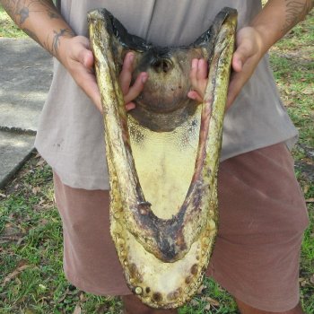 18 inch Alligator Head 