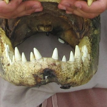 18 inch Alligator Head 