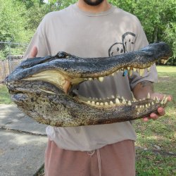 20 inch Alligator Head