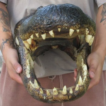20 inch Alligator Head 