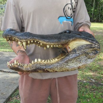 20 inch Alligator Head 