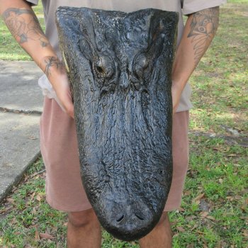 20 inch Alligator Head 