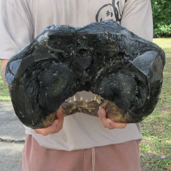 20 inch Alligator Head 