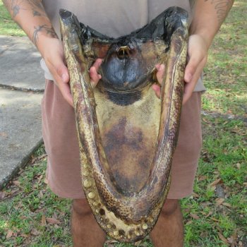 20 inch Alligator Head 