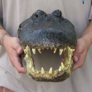 15 inch Alligator Head 