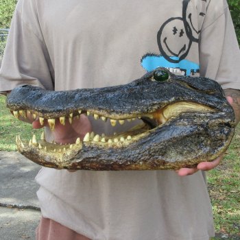 15 inch Alligator Head 