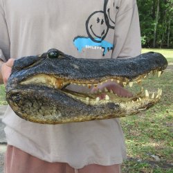 15 inch Alligator Head