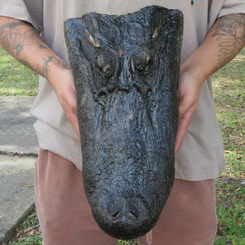 15 inch Alligator Head 