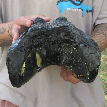 15 inch Alligator Head 
