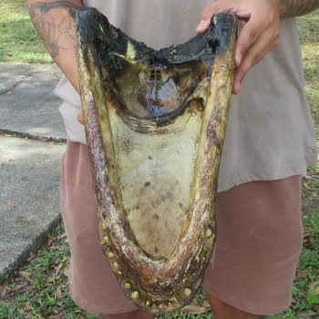 15 inch Alligator Head 