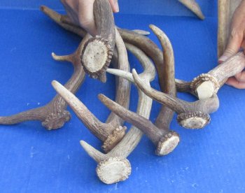 Seven piece 12 to 15 inch Fallow Deer (Dama dama) horn/antler